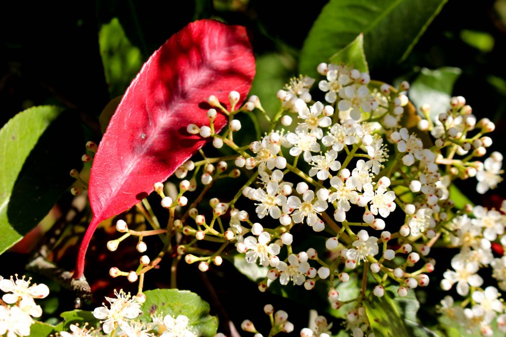 nantes parc floral